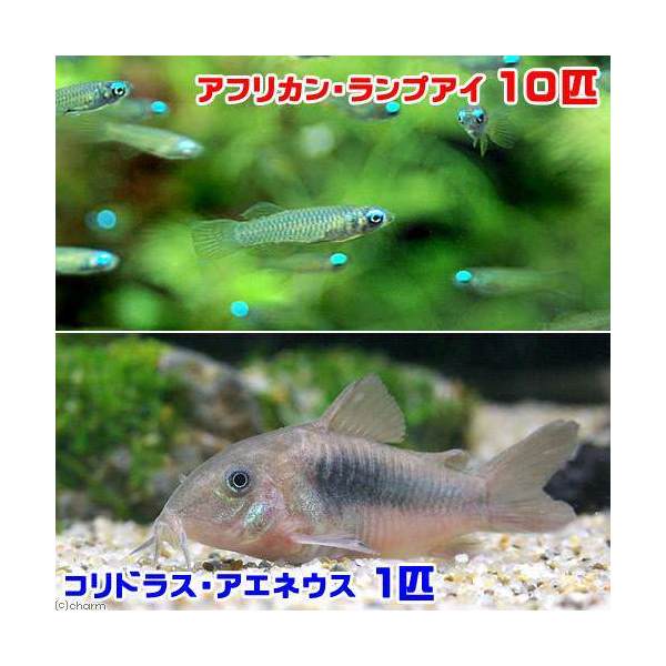 楽天市場】（熱帯魚）アフリカン・ランプアイ Ｓサイズ（５匹） 北海道航空便要保温 : charm 楽天市場店