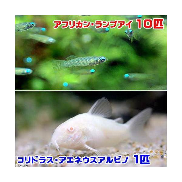 熱帯魚 水草 ビギナースタートセット アフリカン １０匹 北海道 １匹 九州航空便要保温 ランプアイ トリリネアータス コリドラス