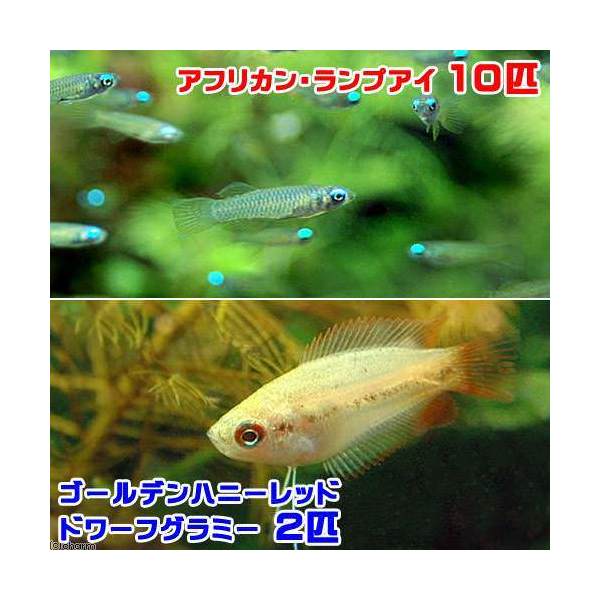 熱帯魚 アフリカン ランプアイ １０匹 ゴールデンハニーレッド ドワーフグラミー ２匹 北海道 九州航空便要保温 安い割引