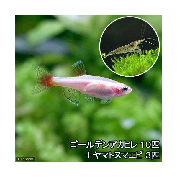 楽天市場 熱帯魚 ゴールデンアカヒレ １０匹 ヤマトヌマエビ ３匹 北海道 九州 沖縄航空便要保温 Charm 楽天市場店