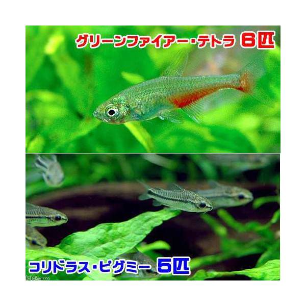 楽天市場 熱帯魚 コリドラス ピグミー １０匹 北海道航空便要保温 Charm 楽天市場店