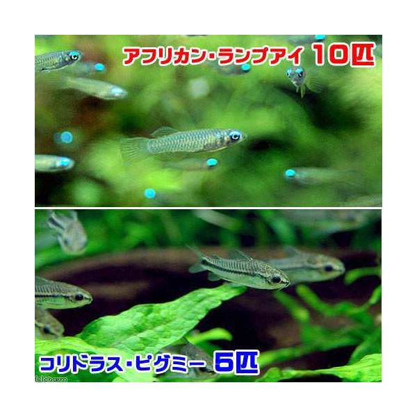 熱帯魚 エンドラーズ グッピー ５匹 北海道航空便要保温1,650円 オス 外国産