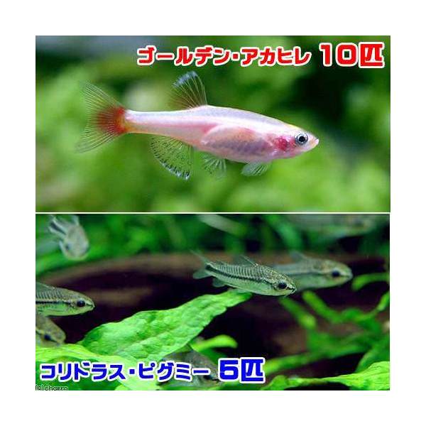 熱帯魚 カージナル アカヒレ ３匹 北海道航空便要保温2,650円 ロングフィン