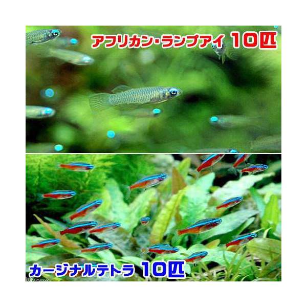 楽天市場 熱帯魚 アフリカン ランプアイ ｓサイズ １０匹 カージナルテトラ ワイルド １０匹 計２０匹 北海道 九州航空便要保温 Charm 楽天市場店