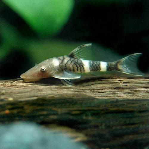 楽天市場 熱帯魚 ボルケーノオトシン ３匹 北海道 九州航空便要保温 沖縄別途送料 Charm 楽天市場店