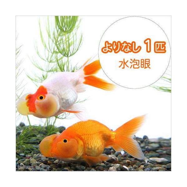 楽天市場】（国産金魚）ピンポンパール 新仔（３匹） : charm 楽天市場店