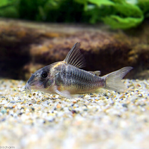 人気絶頂 楽天市場 熱帯魚 コリドラス ショートノーズルイーザ ワイルド １匹 沖縄別途送料 北海道 九州航空便要保温 Charm 楽天市場店 日本最大級 Lexusoman Com