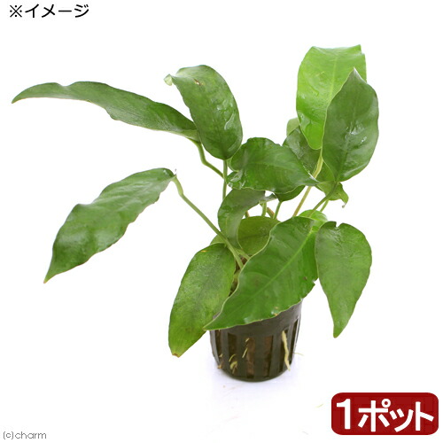 だ*い様 アヌビアス ウィップリーフ だ*い様 アヌビアス
