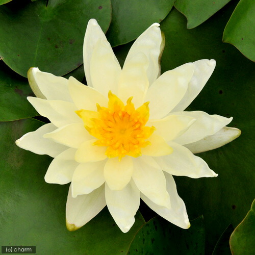 ビオトープ 睡蓮 温帯性睡蓮 スイレン 黄 サンライズ ポット Korkmazmauritius Com