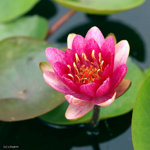 楽天市場】（ビオトープ）睡蓮 温帯性睡蓮（スイレン）（赤） ペリーズ