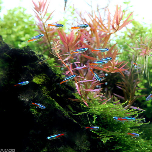 chanet tropical fish 40