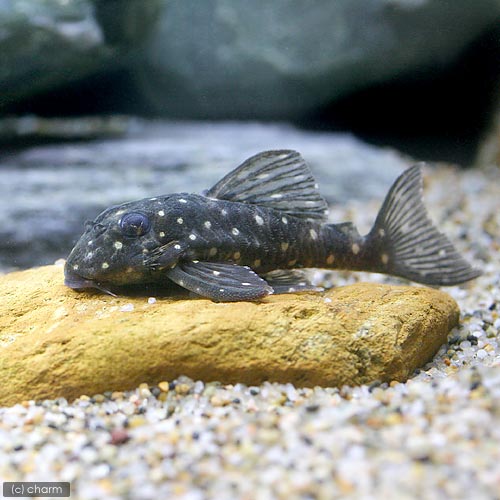 楽天市場】（熱帯魚）オリノコ・メガクラウンゼブラプレコ