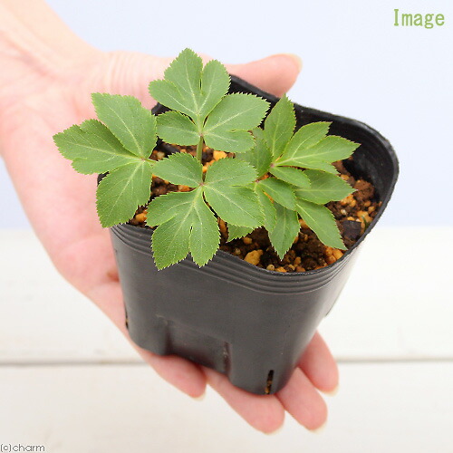 楽天市場】（山野草）カラスビシャク（半夏 烏柄杓） 3号（1ポット