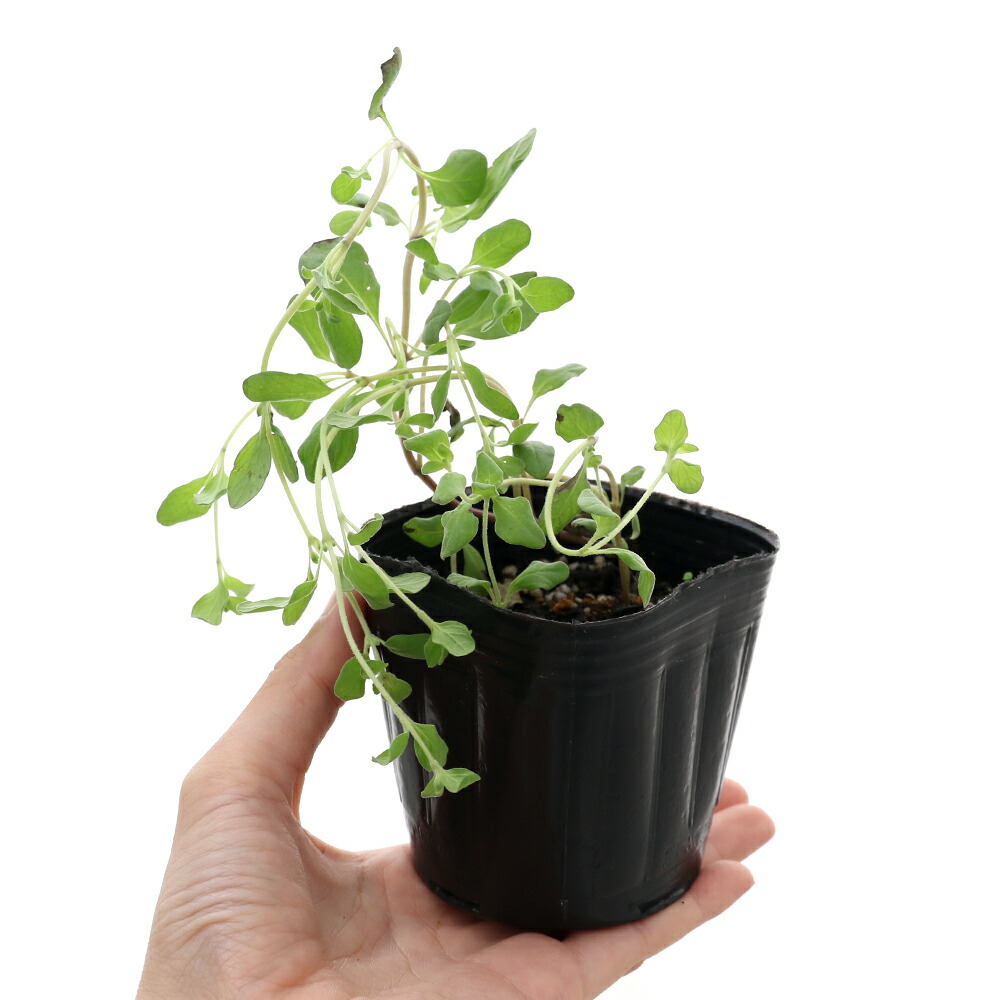 楽天市場 観葉植物 ハーブ苗 マジョラム スイートマジョラム ３号 １ポット 家庭菜園 Charm 楽天市場店