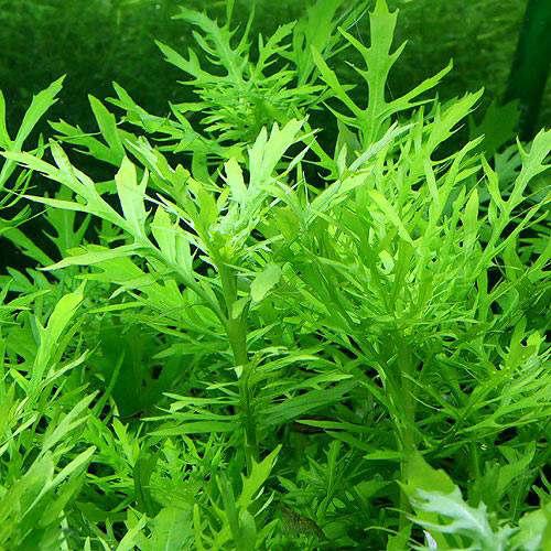 楽天市場】（水草）ポゴステモン メンメン（水中葉）（無農薬）（10