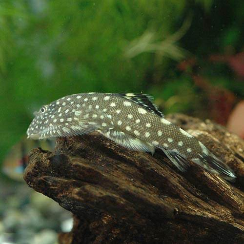 楽天市場】（熱帯魚）オリノコ・メガクラウンゼブラプレコ（ワイルド