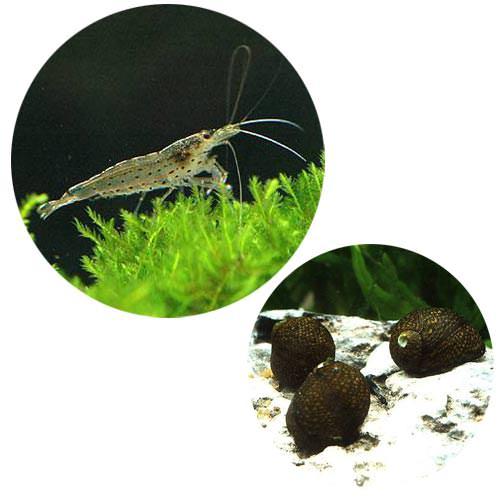 楽天市場 エビ 貝 コケ対策セット ６０ｃｍ水槽用 ヤマトヌマエビ １０匹 石巻貝 １０匹 北海道航空便要保温 Charm 楽天市場店