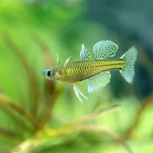 楽天市場】（熱帯魚）オレンジグリッター・ダニオ（4匹） 北海道