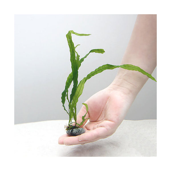 流木付き　ミクロソリウム・プテロプス・ソードリーフ 楽天市場】（水草）エッグプランター 枝流木 ミクロソリウム