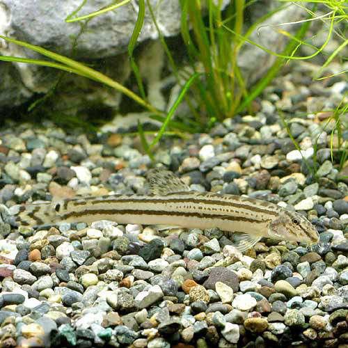 楽天市場】(淡水魚)ヒドジョウ Sサイズ(1匹) 北海道・九州・沖縄 ... 楽天市場】(淡水魚)ヒドジョウ Sサイズ(1匹) 北海道・九州・沖縄 ...