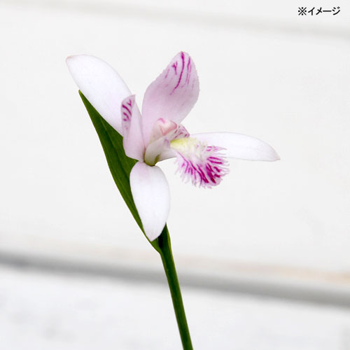 楽天市場 山野草 トキソウ 朱鷺草 鴇草 ３号 １ポット Charm 楽天市場店