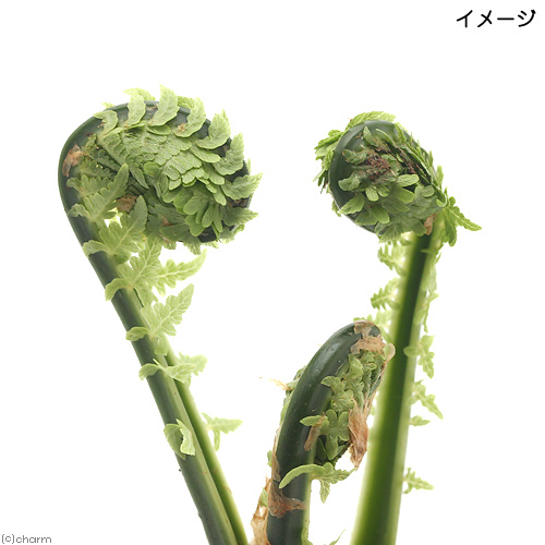 山野草、 [ タチデンダ、ヤシャビシャク、キブシ ] ３種 楽天市場】（山野草）シダ（羊歯）キクシノブ（菊忍）3号（1