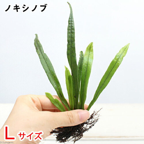山野草、 [ タチデンダ、ヤシャビシャク、キブシ ] ３種 楽天市場】（山野草）シダ（羊歯）キクシノブ（菊忍）3号（1