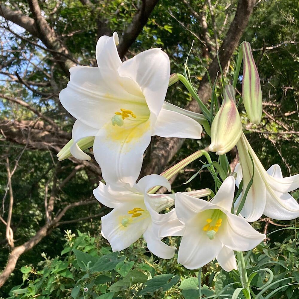楽天市場】（山野草）ユリ（百合）オニユリ（鬼百合）2．5〜3
