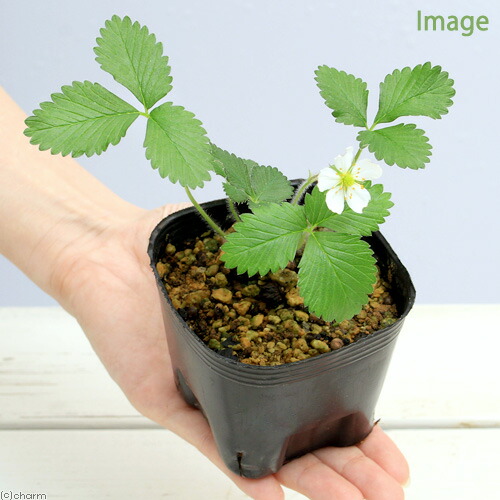 楽天市場 山野草 白花ノヘビイチゴ 白花蛇苺 ３号 １ポット 休眠株 Charm 楽天市場店