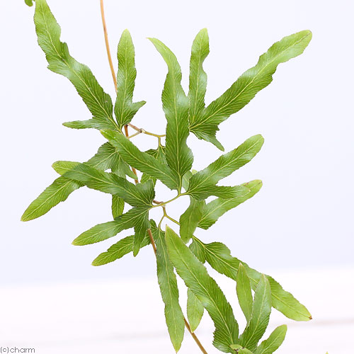 楽天市場】（山野草）シダ（羊歯）クジャクシダ（孔雀羊歯）3号（1