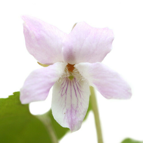 楽天市場】（山野草）スミレ（菫）ヒラツカスミレ 白鶴