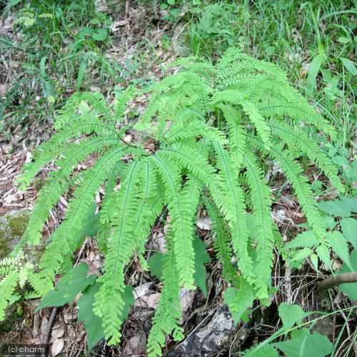 楽天市場 山野草 シダ 羊歯 クジャクシダ 孔雀羊歯 ３号 １ポット ａｄｉａｎｔｕｍ ｐｅｄａｔｕｍ Charm 楽天市場店