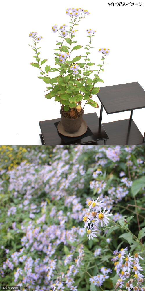 楽天市場 山野草 キク 菊 ノコンギク 野紺菊 ３号 １ポット Charm 楽天市場店