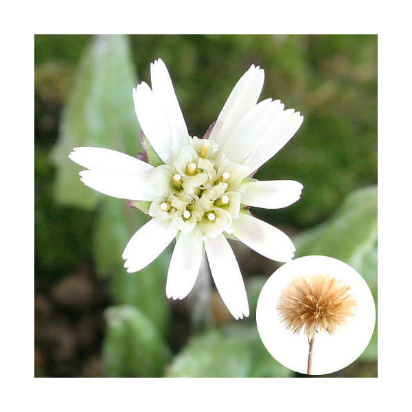 楽天市場】（山野草）マツカゼソウ（松風草）3号（1ポット）（休眠