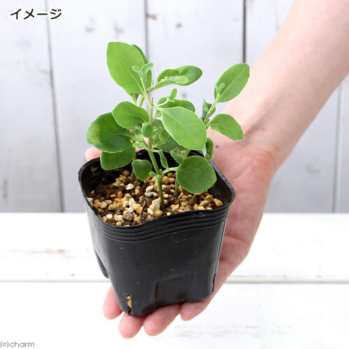 楽天市場 山野草 ミツバベンケイソウ 三葉弁慶草 ３号 １ポット Charm 楽天市場店