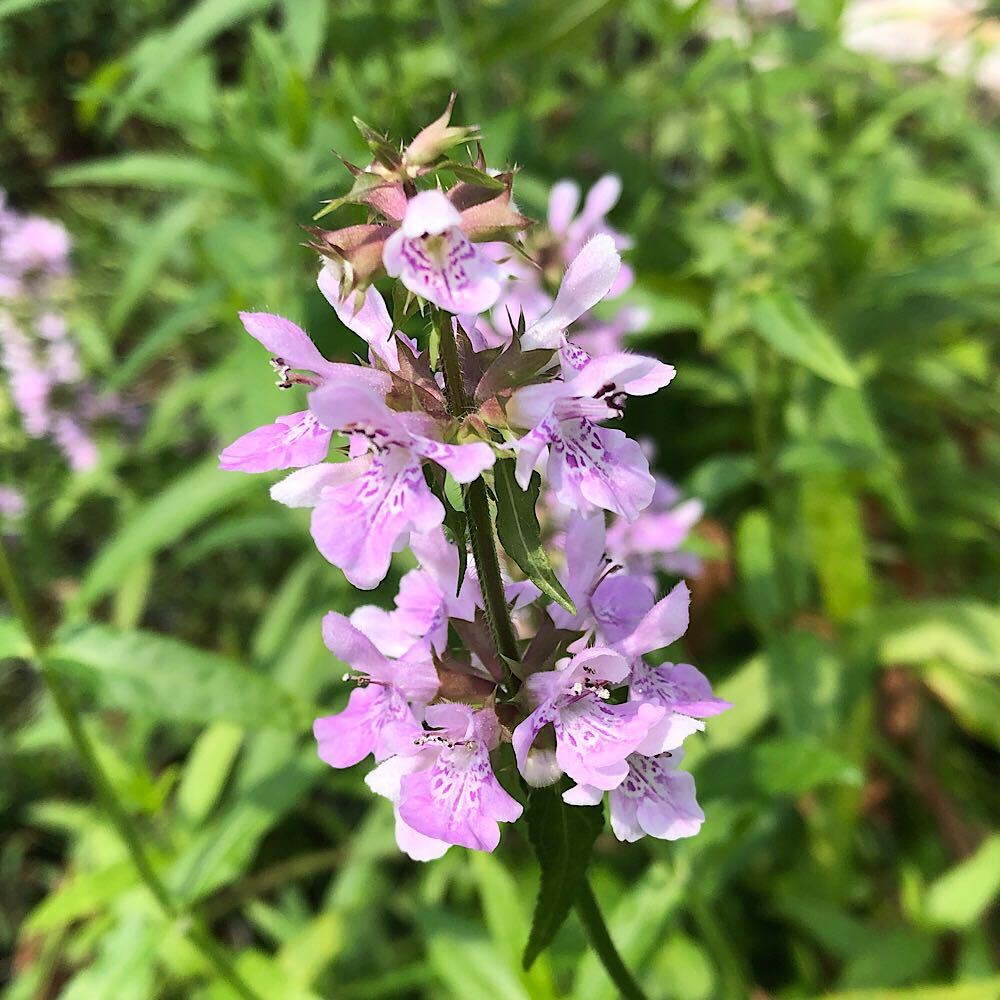 楽天市場】（山野草）マツカゼソウ（松風草）3号（1ポット）（休眠