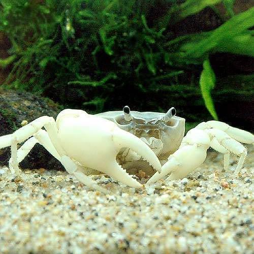 楽天市場】（エビ・カニ）サワガニ レッド（3匹） : charm 楽天市場店