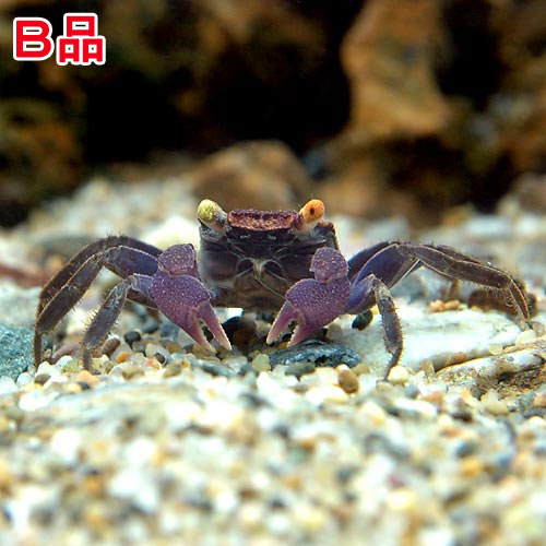 【即日発送】　マーリン　マダム・ミム　セット　キツネ　ウサギ　カニ　ヘビ　ヤギ 175464-1.jpg