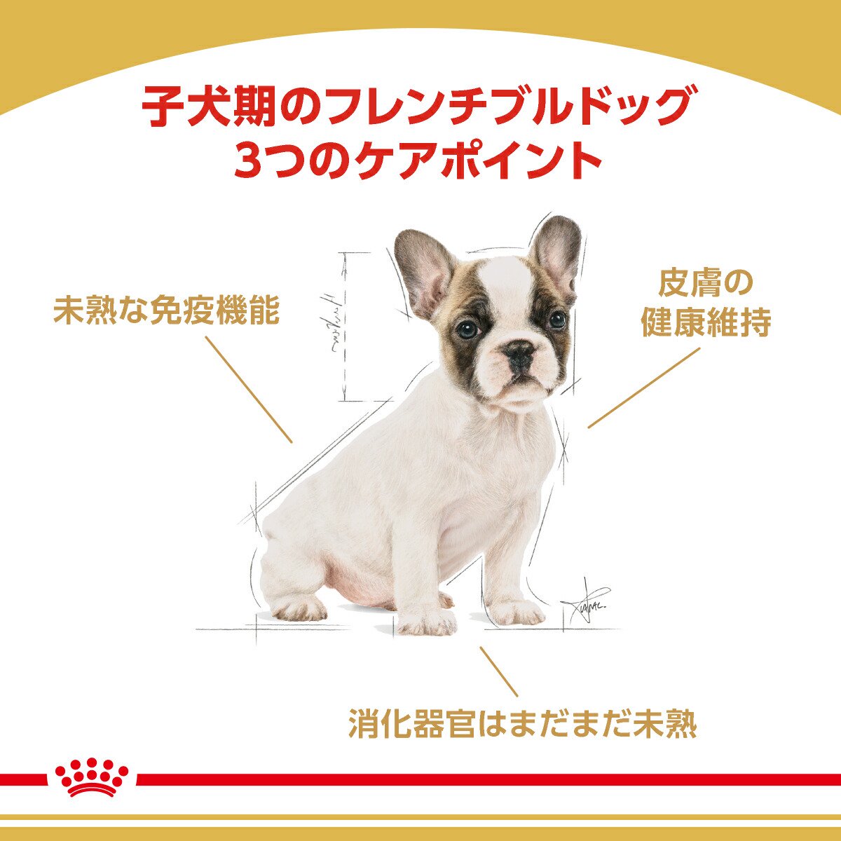 高評価のクリスマスプレゼント 子犬用 フレンチブルドッグ ロイヤルカナン ３ｋｇ ４袋 関東当日便 ジップ付 沖縄別途送料 ドッグフード サプリメント Rebs Edu Com