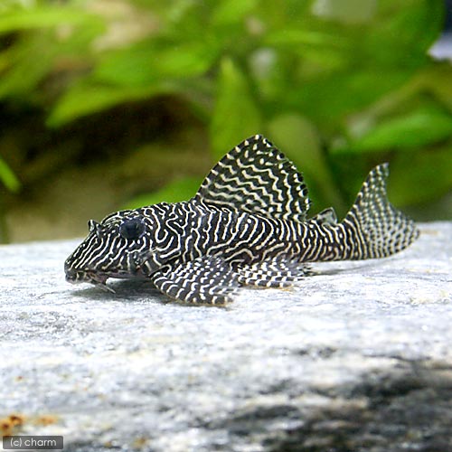 （熱帯魚）クィーンアラベスク・タイガープレコ（ワイルド）（１匹）　北海道・九州航空便要保温