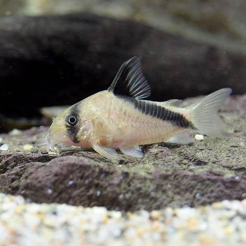 楽天市場 熱帯魚 コリドラス パンク ワイルド １匹 北海道 九州航空便要保温 Charm 楽天市場店