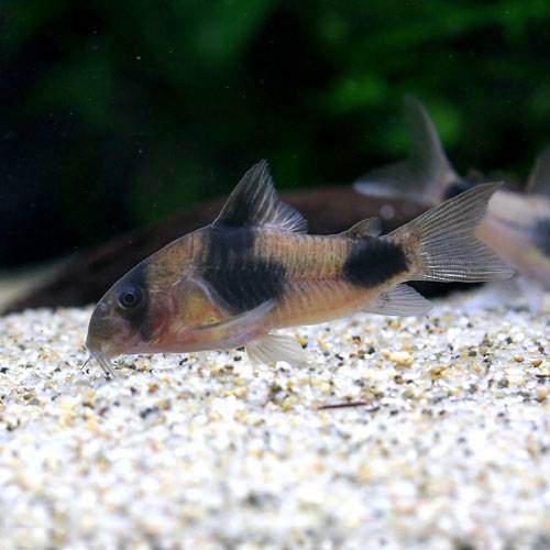 （熱帯魚）コリドラス・ワイツマニー（ワイルド）（１匹）　北海道・九州航空便要保温　沖縄別途送料