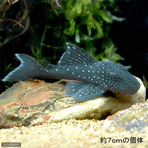 楽天市場 熱帯魚 ブルーフィン プレコ ｓサイズ ワイルド １匹 北海道 九州航空便要保温 Charm 楽天市場店