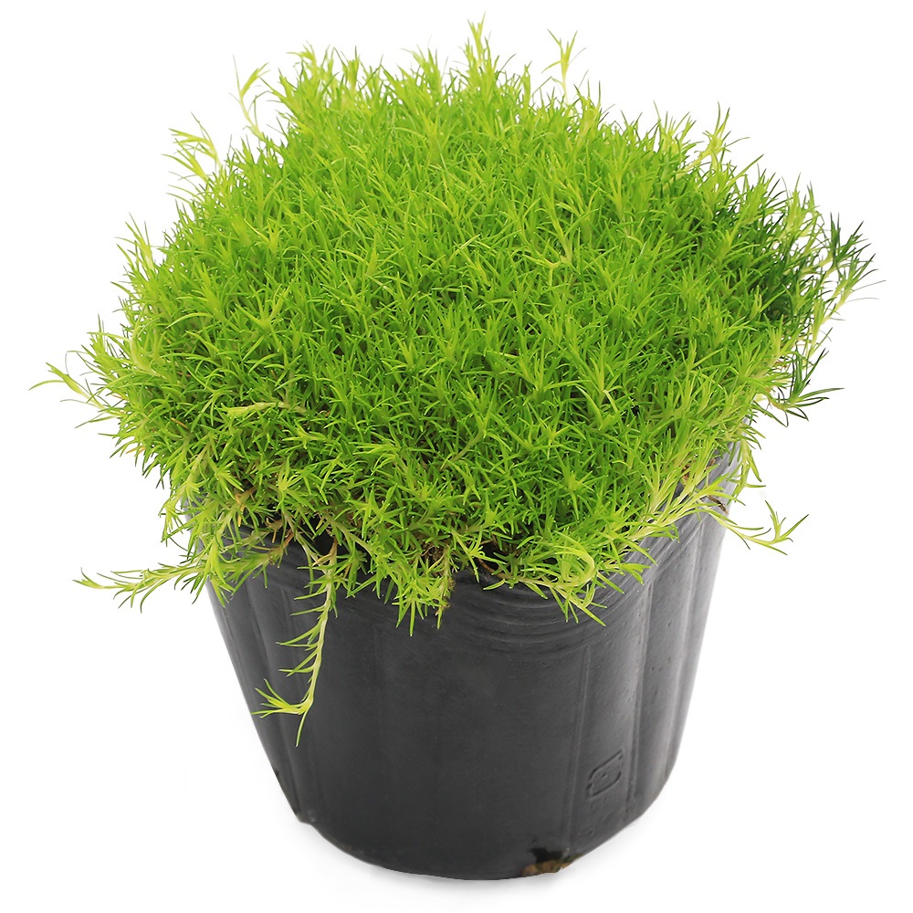 楽天市場 観葉植物 サギナ アイリッシュモス 品種おまかせ ３号 ３ポットセット Charm 楽天市場店