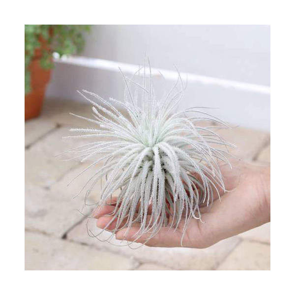 楽天市場 観葉植物 エアープランツ ティランジア テクトラム ｘｌサイズ １株 Charm 楽天市場店