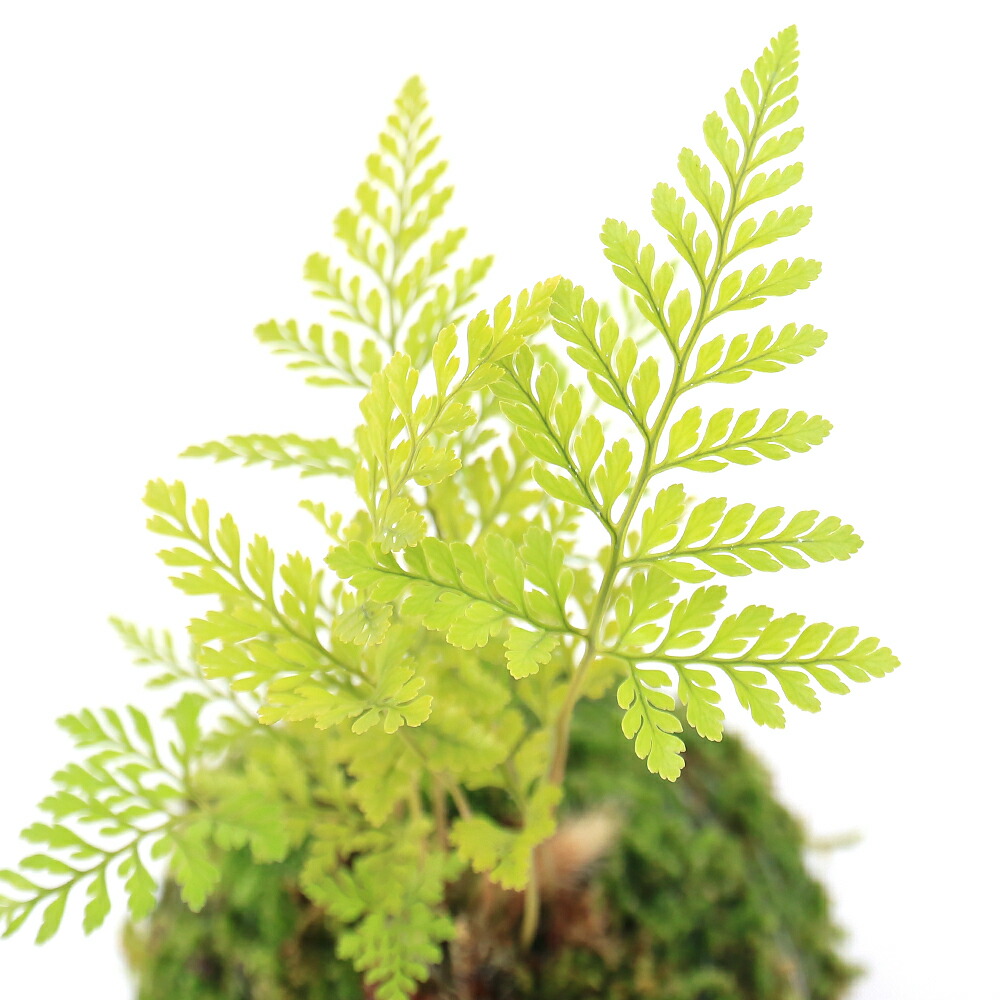 楽天市場 山野草 苔玉 トキワシノブ sサイズ 1個 盆栽 コケ玉 Charm 楽天市場店 楽天市場 山野草 苔玉 トキワシノブ sサイズ 1個 盆栽 コケ玉 Charm 楽天市場店