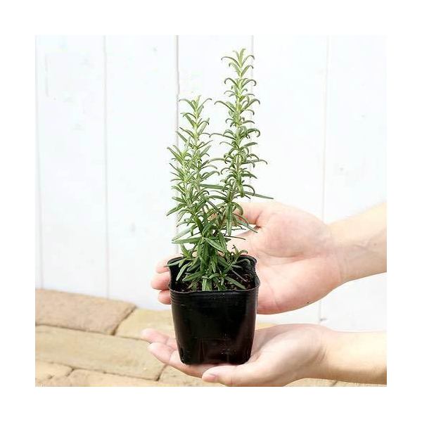楽天市場 観葉植物 ハーブ苗 ローズマリー ブルー 立性 ３号 ３ポット 家庭菜園 Charm 楽天市場店