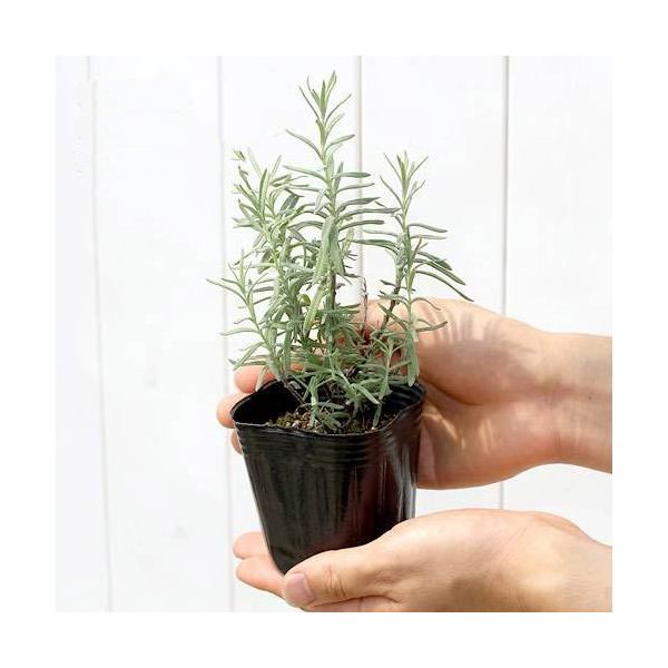 楽天市場 観葉植物 ハーブ苗 ラベンダー 品種おまかせ ３号 ５ポット 家庭菜園 Charm 楽天市場店