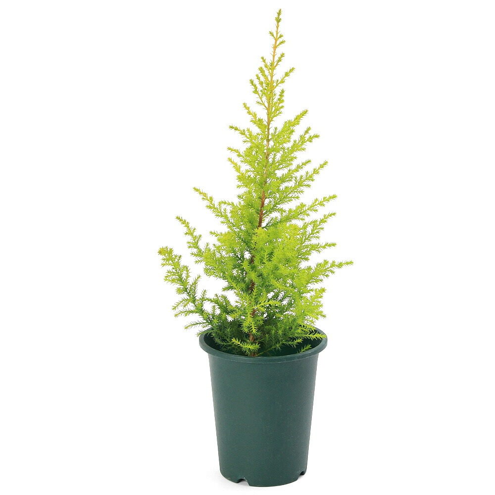 楽天市場 観葉植物 ゴールドクレスト ウィルマ ４号 １鉢 Charm 楽天市場店