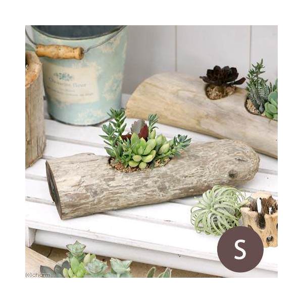 楽天市場 観葉植物 私のオアシス 多肉寄せ植え 流星木 ｓ １個 Charm 楽天市場店